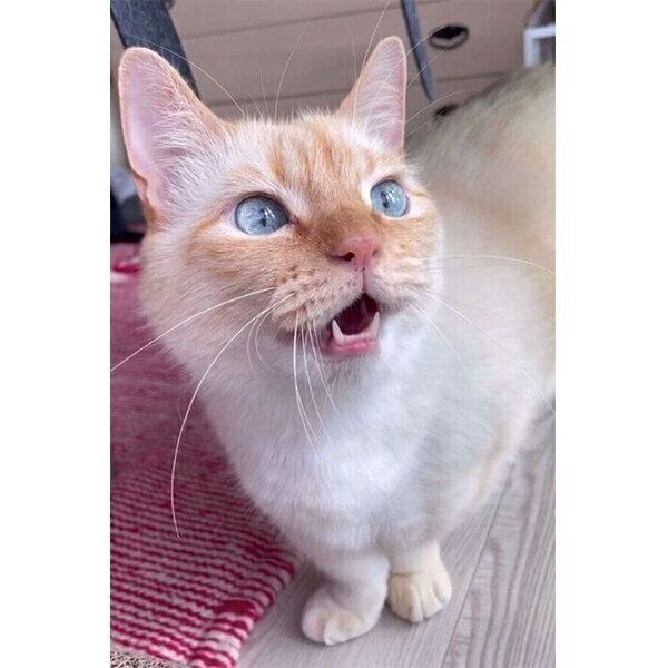 「鳥さん！」と鳴くてとちゃん