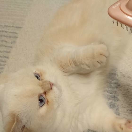 怒ってイカ耳になっているさねすけ