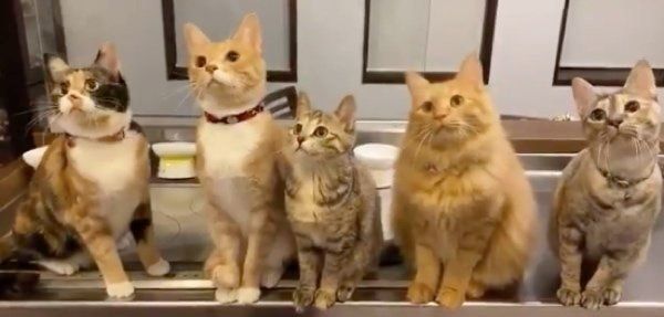 動きがシンクロする猫たち