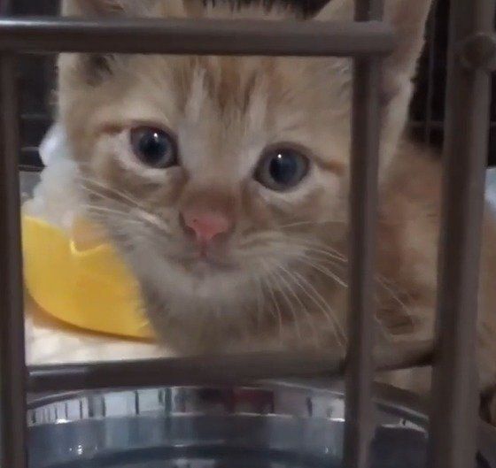 水を飲む れいくん