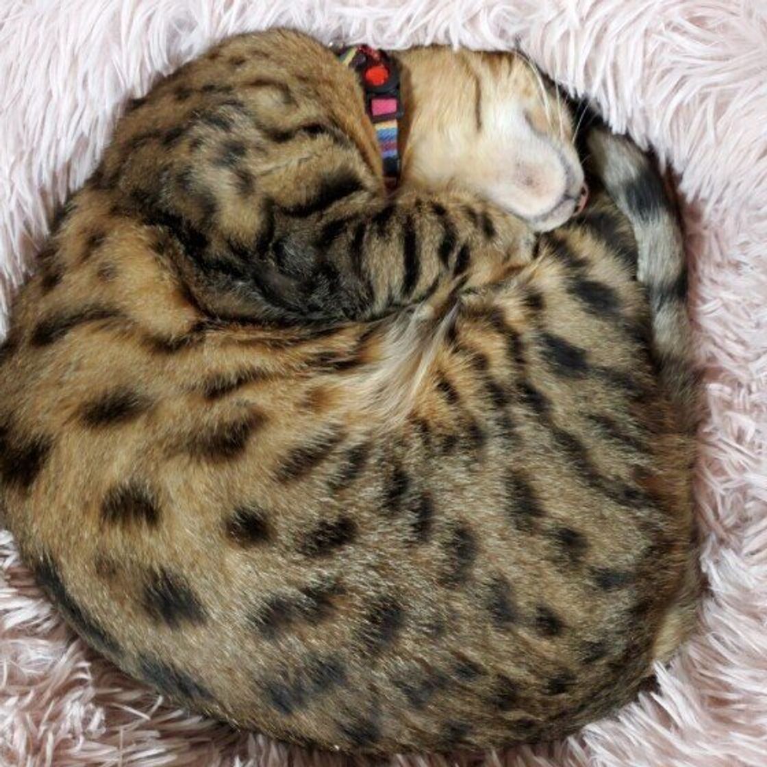 野性味が魅力 ベンガルヤマネコの血を引く猫種 ベンガル ねこのきもちweb Magazine 野性味が魅力 ベンガルヤマネコの血を引く猫種 ベンガル ねこのきもちweb Magazine