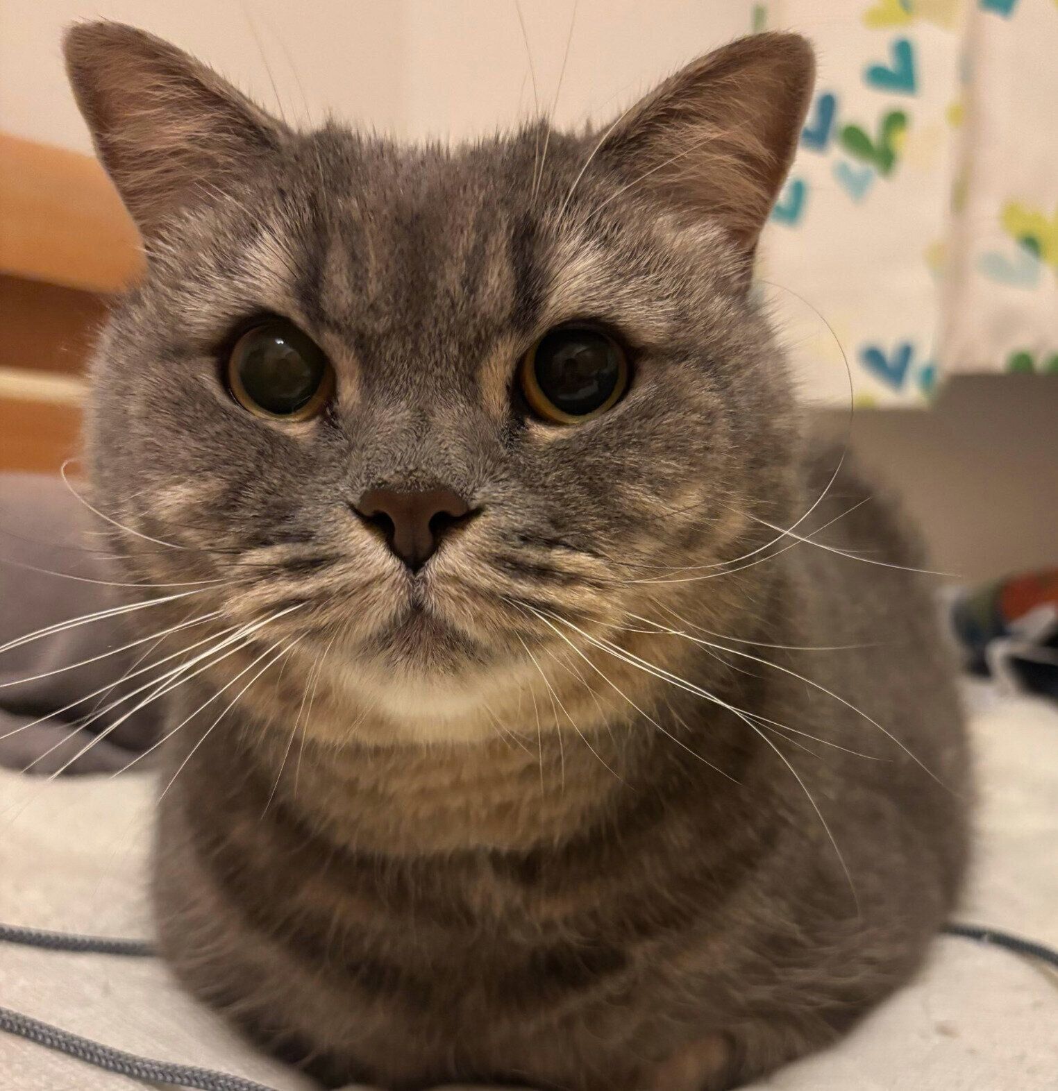 まったりする凛太郎くん