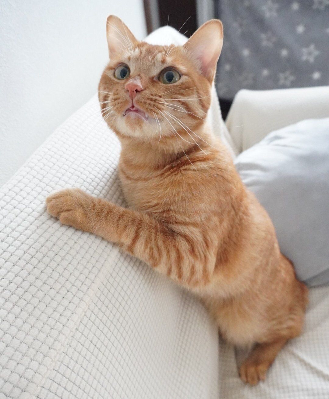 猫じゃらしを見てウズウズするにゃんちゅーくん