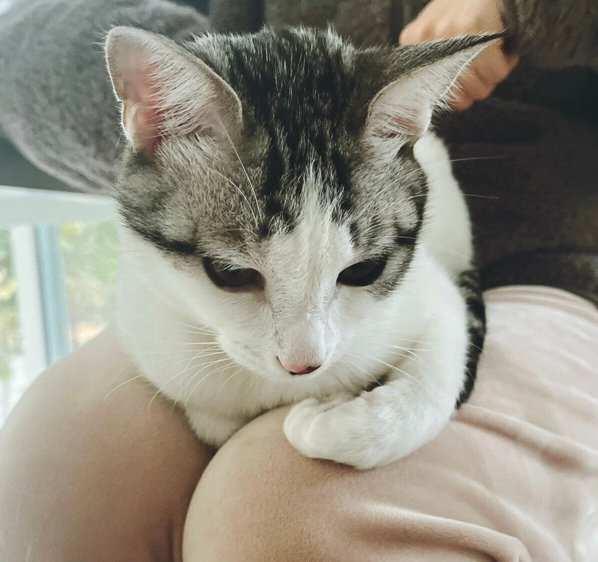 飼い主さんの膝の上から離れないくぅちゃん