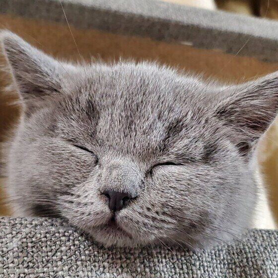 寝ているブリティッシュショートヘアの玲奈ちゃん