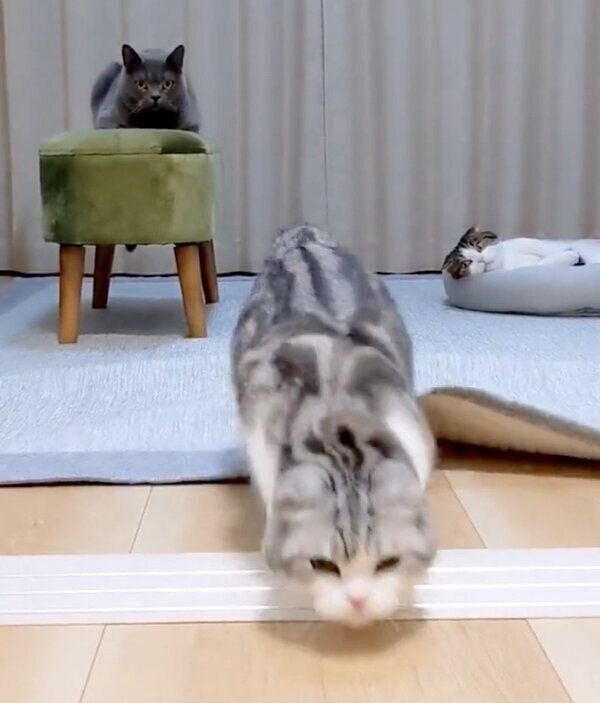 おもちゃを狙う倫太郎くんと、その様子を無表情で見つめる鉄朗くんと光太郎くん