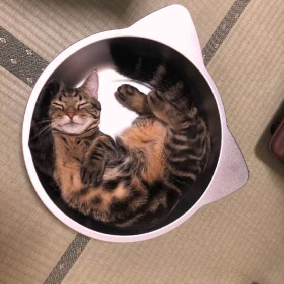 猫鍋でくつろぐキジトラ