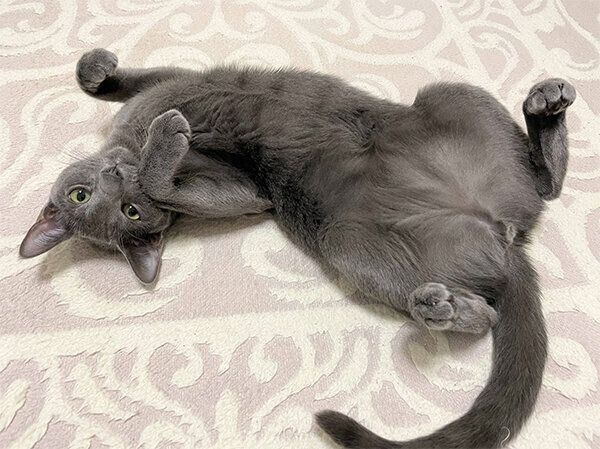 ヘソ天するこぱんくん