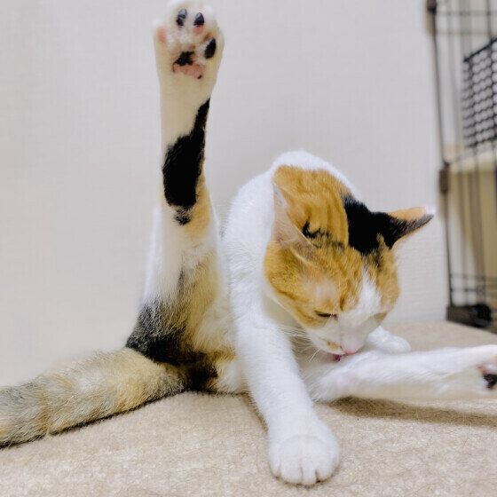 MIXミケの扇ちゃん