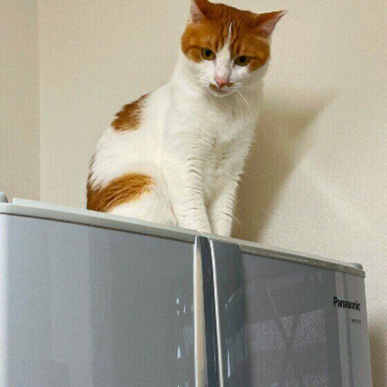 冷蔵庫の上の猫