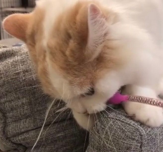 おもちゃに必死なアポロくん