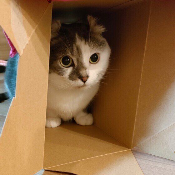 箱に隠れるマンチカール