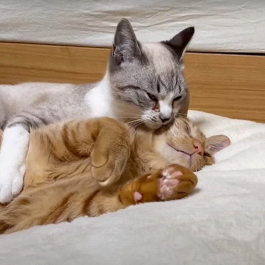 リクちゃんに甘えるリノちゃん