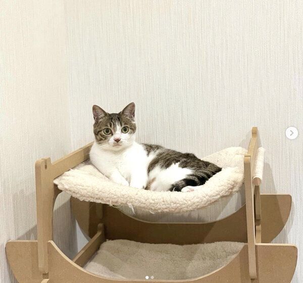 くつろぐあずきちゃん