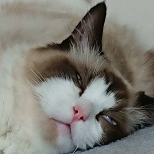 爆睡中のラグドール