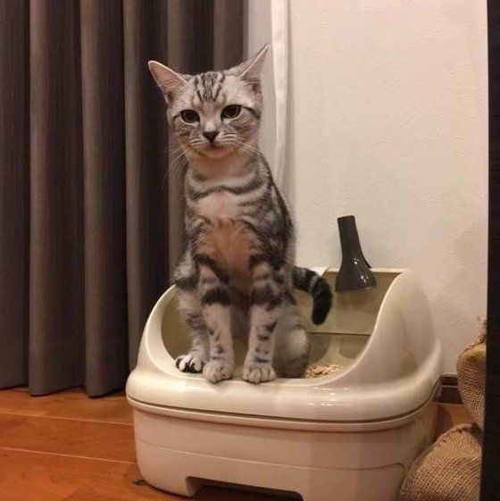 トイレに座るアメリカンショートヘア