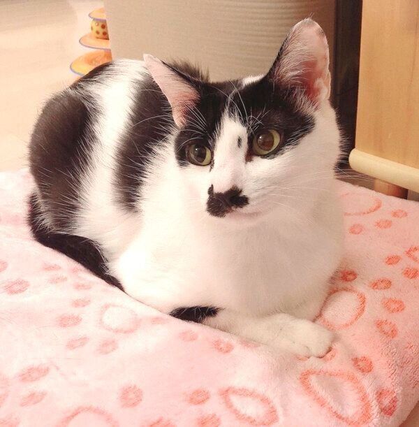 くつろぐウッシーちゃん