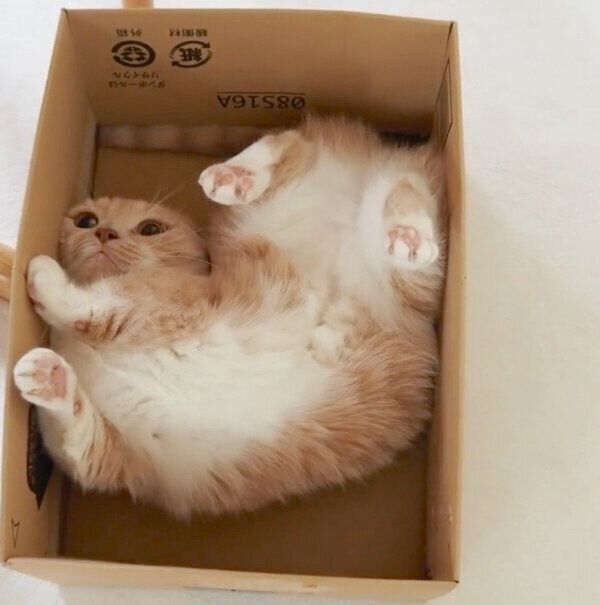 箱の中に入るネネちゃん