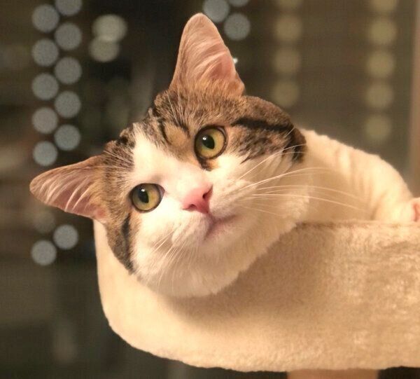 まったりするライちゃん