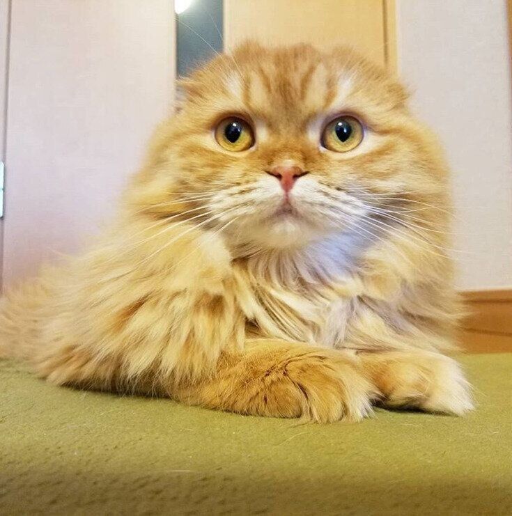 スコティッシュフォールドのさくらちゃん