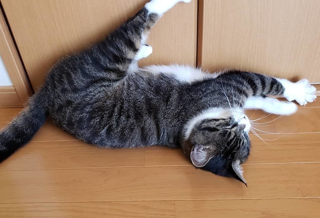 壁に後ろ足をつけて眠る猫