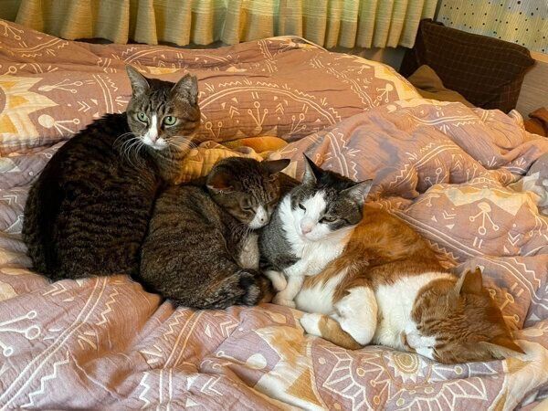 くっつく猫たち