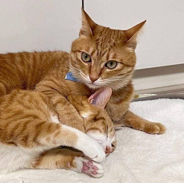 クウちゃんにちょっかいを出すカイちゃん