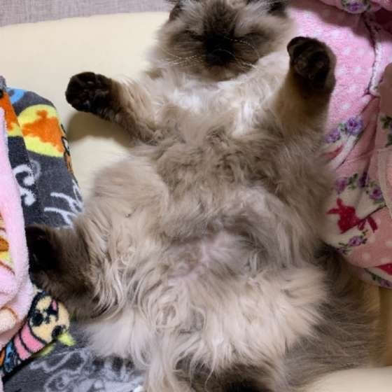 ヒマラヤンのひなたちゃん