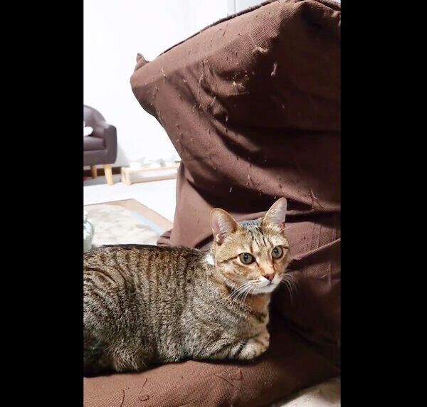 飼い主さんの座椅子を奪うもなちゃん