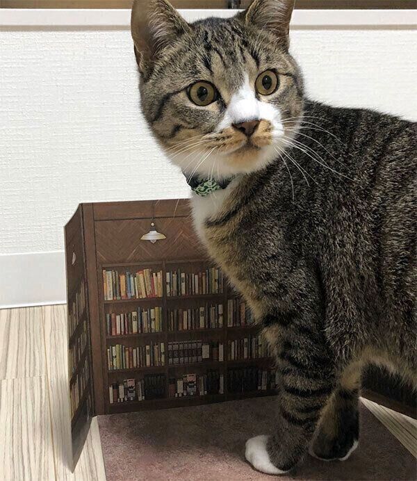 見つめるちゃむのすけくん