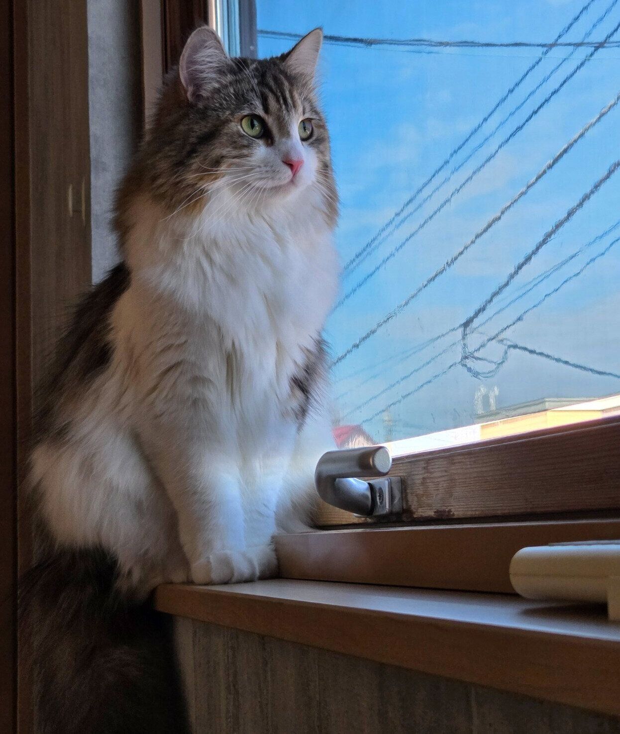外を眺めるびびちゃん