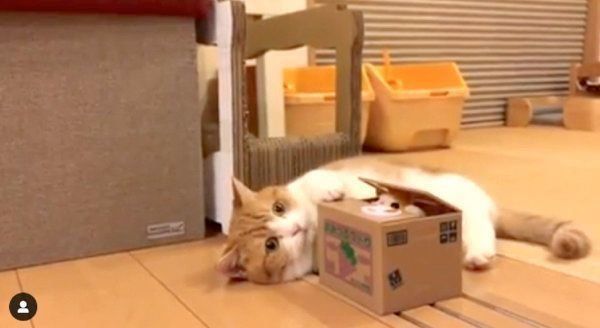 貯金箱で遊ぶマンチカン