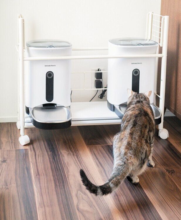 フード供給器とアメリカンショートヘア―