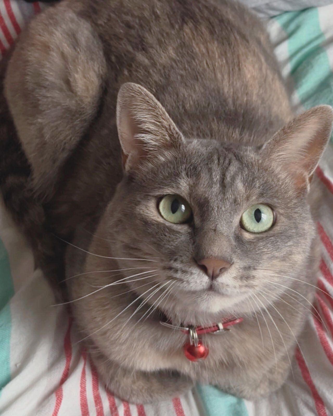 成長後の様子　すっかり美猫に