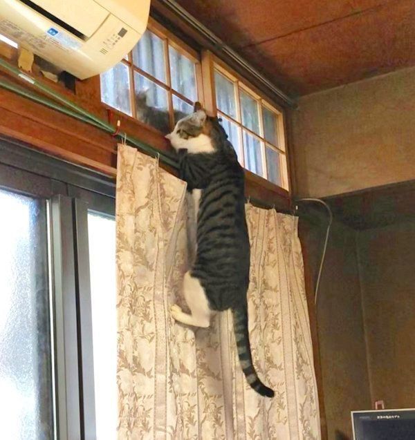 カーテンをよじ登るきゅうちゃん