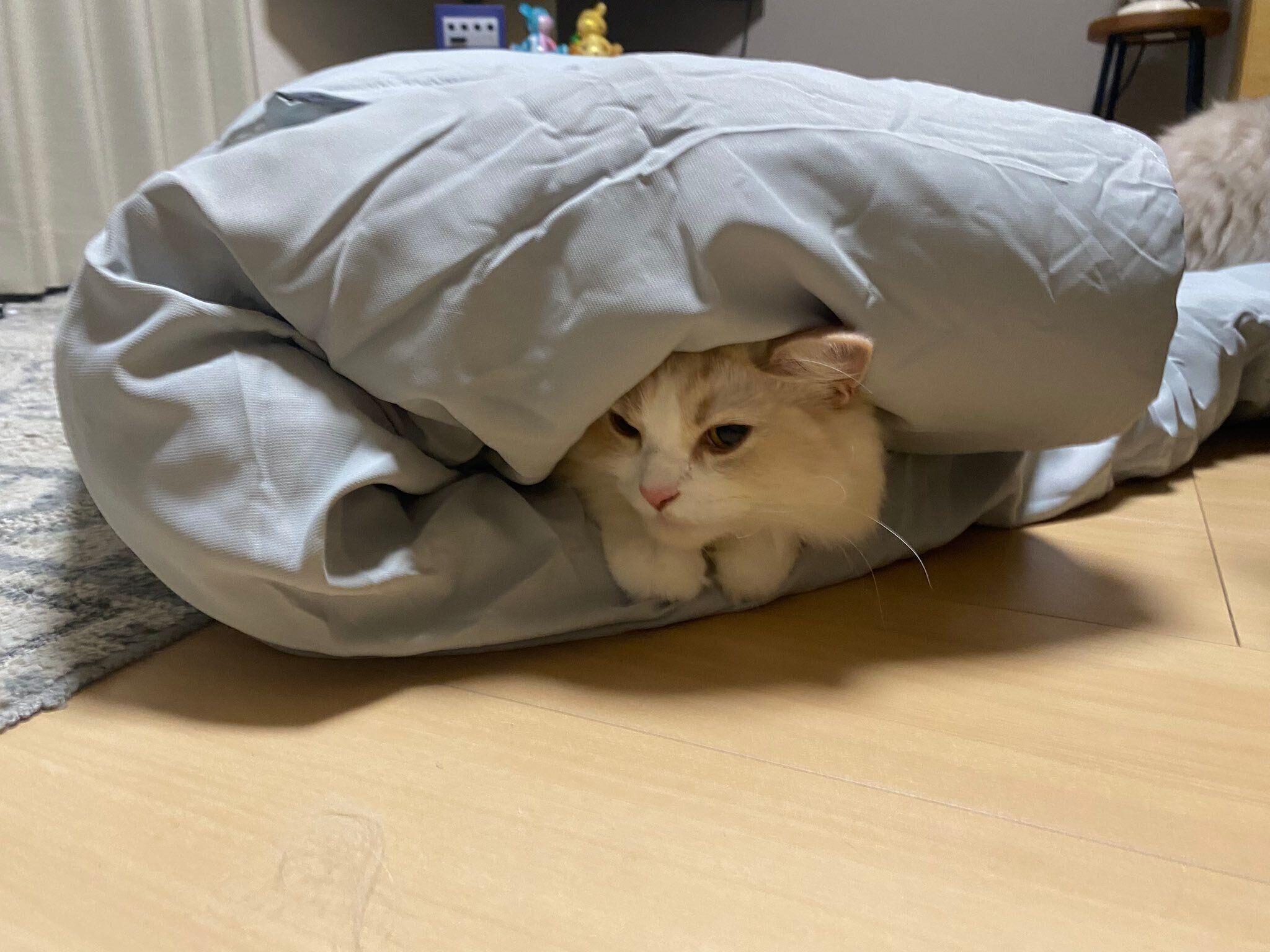 布団の中でまったりするもなかくん