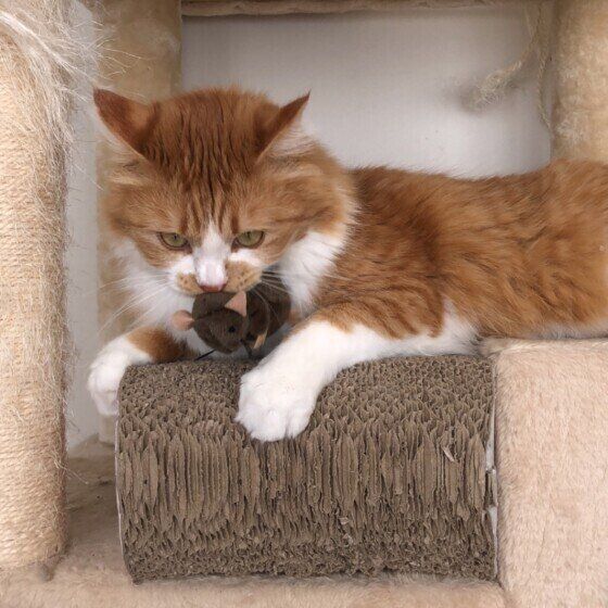 おもちゃをくわえる猫