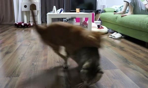 レーザーポインターを狙う猫