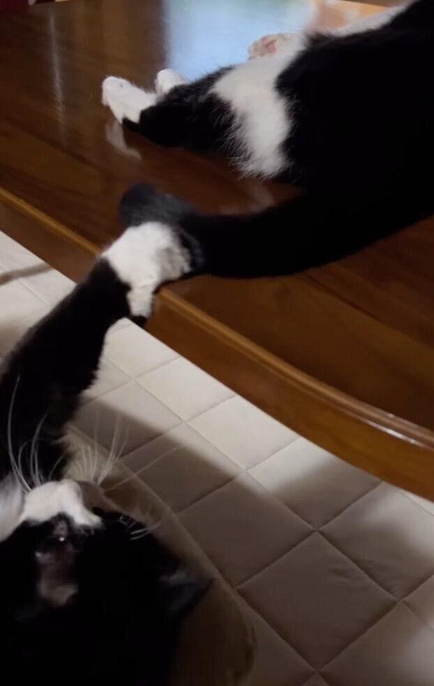 しっぽで遊ぶ猫