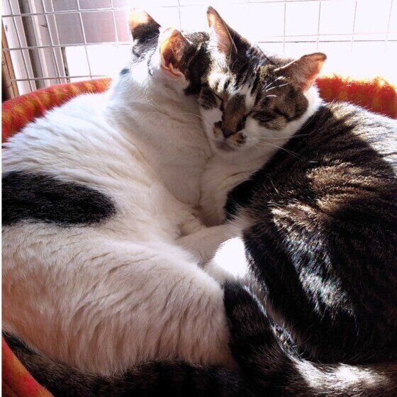 くっついて眠るもなかAちゃんたち