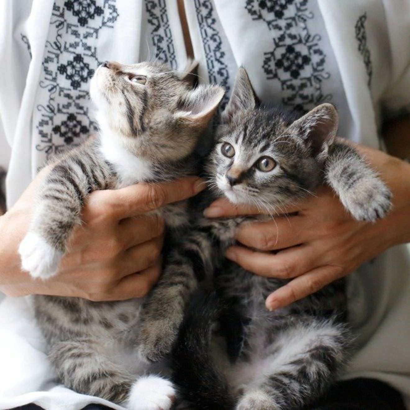 あふれ出る可愛さ 保護した子猫2匹の 生後2カ月 物語 ねこのきもちweb Magazine あふれ出る可愛さ 保護した子猫2匹の 生後2カ月 物語 ねこのきもちweb Magazine