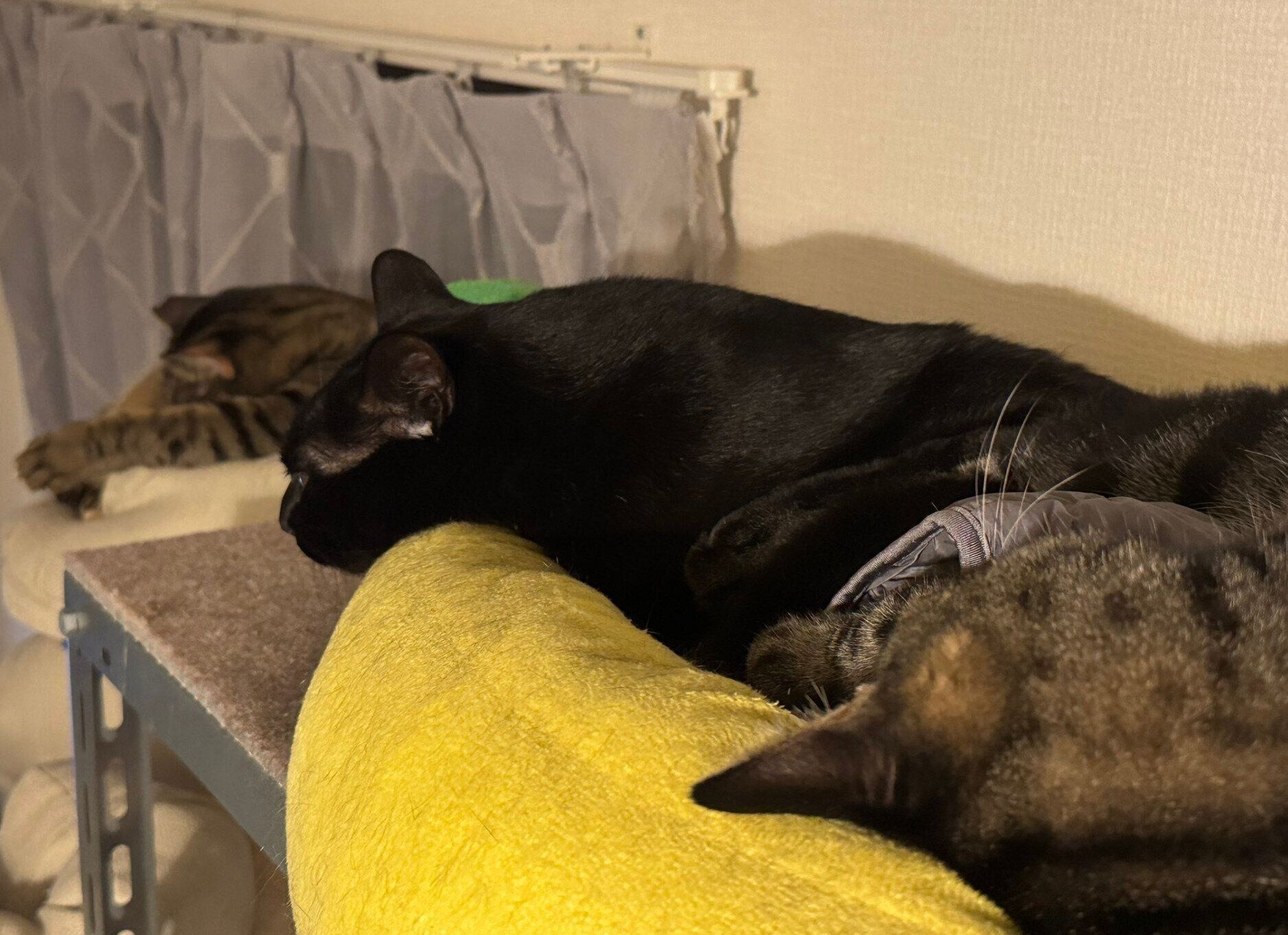 仲良く眠るメメッケちゃん、ドンちゃん、海老蔵くん