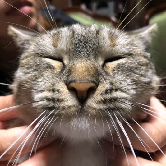 マッサージしてもらうマンチカン