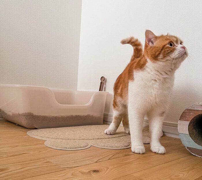 トイレを済ませた猫