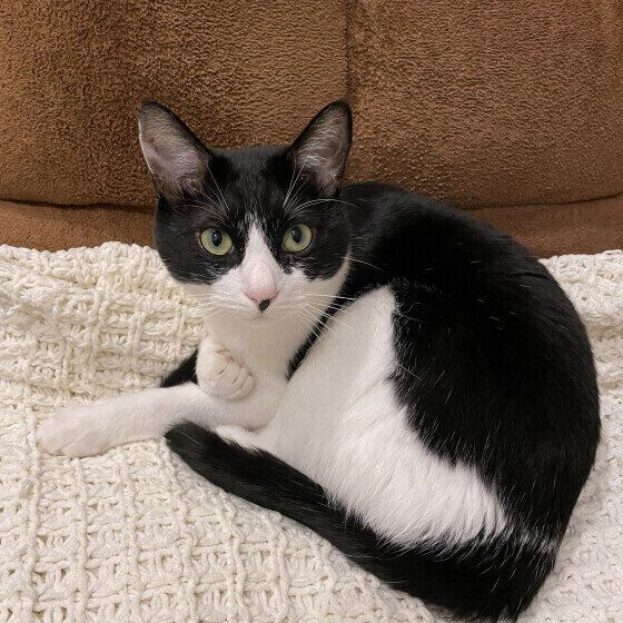 MIX黒×白のみるくくん