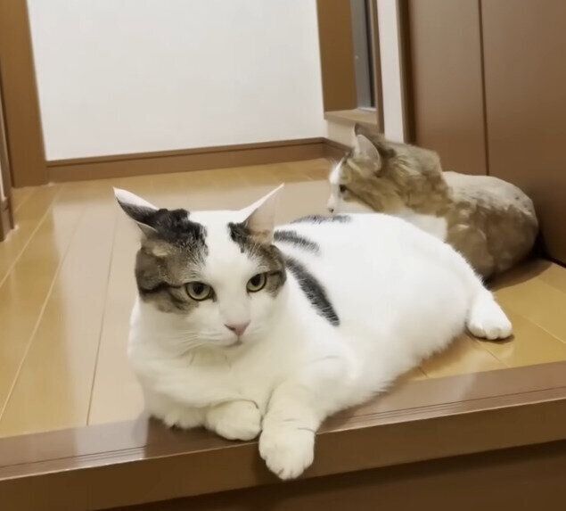 何ごともなかったかのように振る舞う猫