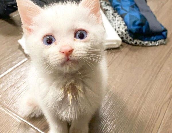 見つめるコハクさん