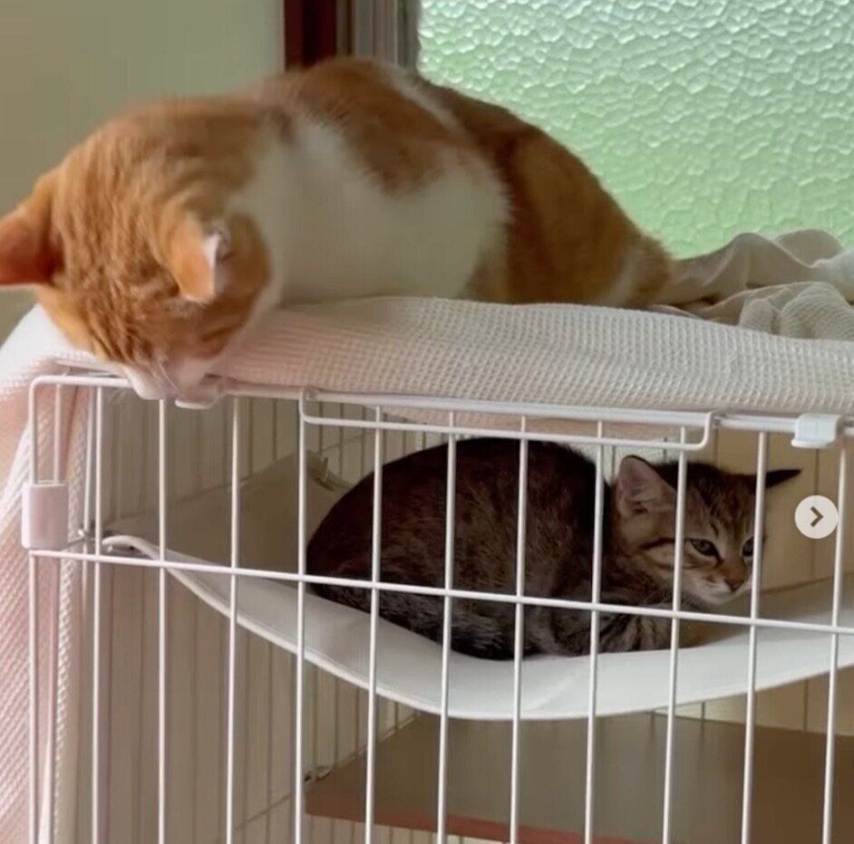 お迎え当時のマロくんと、マロくんが気になるツナくん