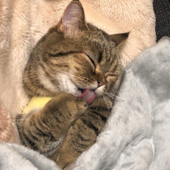 グルーミングしているむぎちゃん