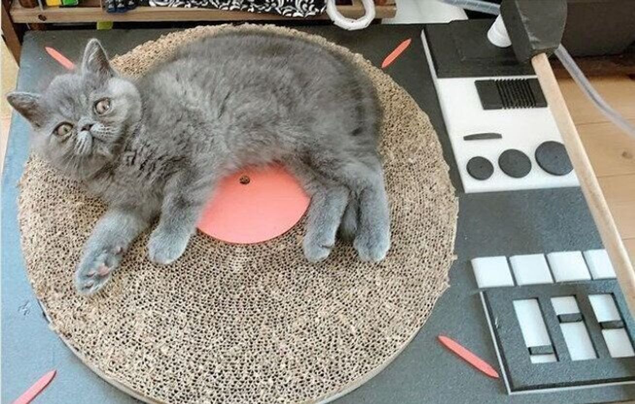 猫とダンボール そのままでもいいけどアレンジ次第で最強猫グッズに ステキなアイデアご紹介 ねこのきもちweb Magazine 猫とダンボール そのままでもいいけどアレンジ次第で最強猫グッズに ステキなアイデアご紹介 ねこのきもちweb Magazine